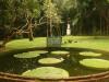 สระบัว ท่านพุทธทาส สวนโมกขพลาราม อ.ไชยา จ.สุราษฎร์ธานี